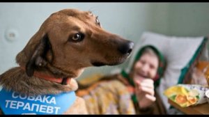 Герои -собаки поводыри. #поводыри #собаки