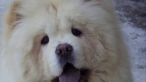 Всё о породе чау чау