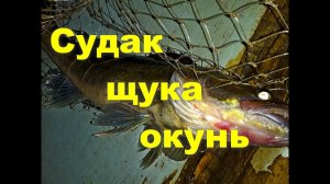 Судак, щука и окунь Рыбалка на Ладоге.
