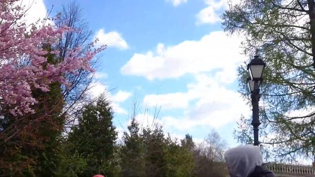 Москва, Парк Царицино, цветет Сакура! смотреть онлайн
