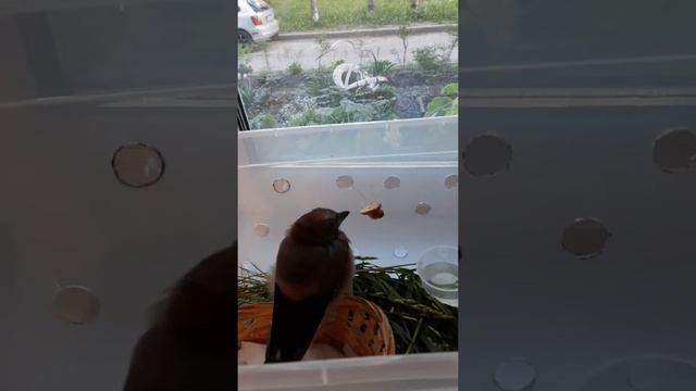 Птенец сойки! смотреть онлайн