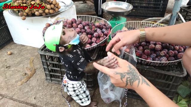 Monkey YoYo JR pays after buying the fruit  YoYo JR chooses fruit to buy very cute