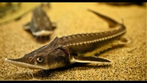 Разведения осетра в домашних условиях