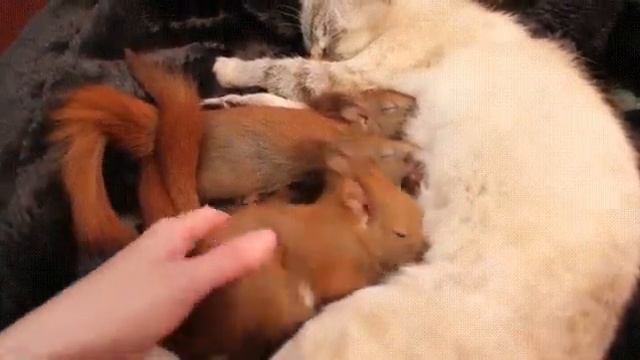 CAT FEEDING SQUIRRELS | КОШКА КОРМИТ БЕЛЬЧАТ смотреть онлайн