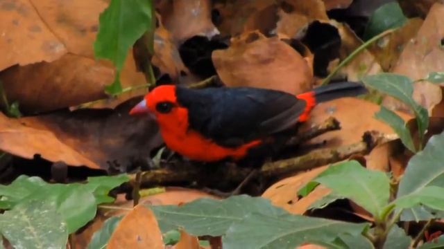 Астрильды (лат. Estrilda) смотреть онлайн