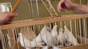 Часть 1. Международная выставка голубей в городе Душанбе Таджикистан🇹🇯 организатор Алишер Сохибов.