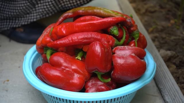 How to Can Pizza Sauce Ketchup and Tomato Paste for Winter смотреть онлайн