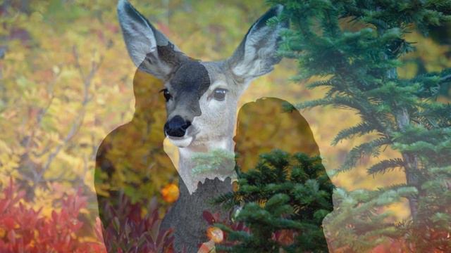 Посвящение любимому человеку смотреть онлайн