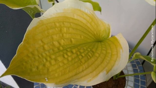 ❀ Самые красивые хосты с желтыми листьями смотреть онлайн