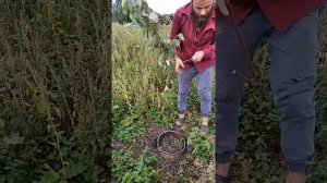 Как пересадить дерево быстро без повреждения корней! Лайфхак от Семёна!