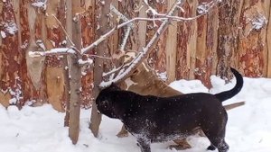 Амбулли покеты Американский Булли тип покет