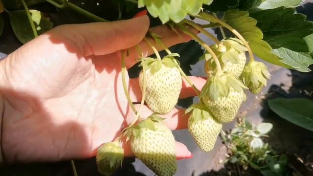 Прими земляника которая воплатила в себе все желания садовода!!!! смотреть онлайн
