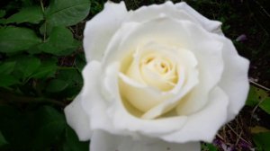 Мой садик 12 июля.Зацветают розы.