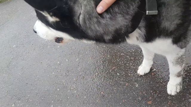 Добрый Хаски Макс / Изюмрудные Глаза РАДОСТЬ смотреть онлайн