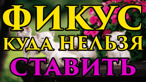 Куда НЕ желательно ставить фикус - приметы ? - Маг Fose