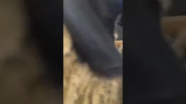 Мех дубленочный смотреть онлайн