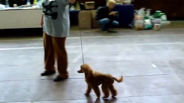 Моно пуделей Челябинск 08.09.2013 - ринг тоев (Делисс Серпантин Шелби Кора - щенок) смотреть онлайн