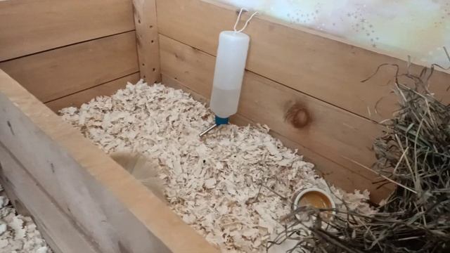 Содержание морских свинок на древесной стружке. смотреть онлайн