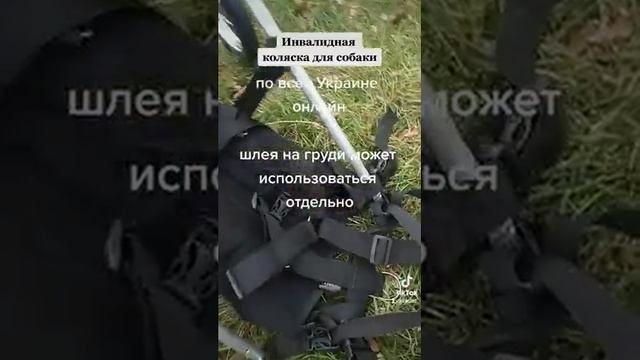 Обзор инвалидная коляска для собак от зооателье онлайн ZooLila