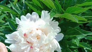 пион Chestine Cowdy Честин Гоуди и DRESDEN PINK