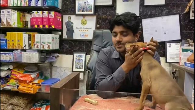 Doberman Pinscher Puppy | The Warriors | AskSaurabh | Contact - 7275863266, 9369347740 | SDK | смотреть онлайн