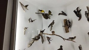 Костромские каникулы. День первый. Музей природы Костромской области и небольшая картинная галерея.