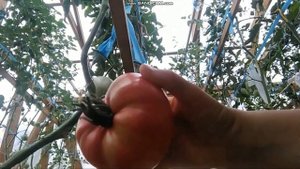 сортовой томат РОЗОВЫЙ МЁД обзор