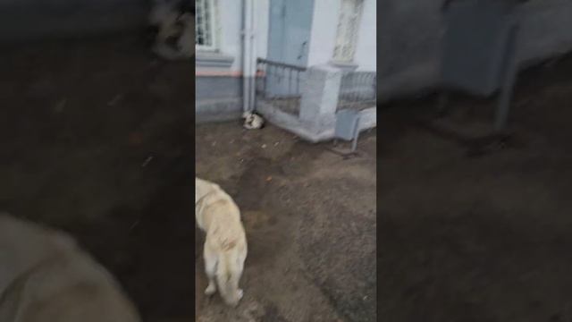 А эти милые собачки постоянно встречают-провожают пассажирские поезда. Часть 2 #shorts #dog #bratsk смотреть онлайн