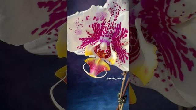 Phal. Anmio Gentleman 🌸Первое домашнее цветение азиатской орхидеи бабочки Анмио Джентльмен от SonYa