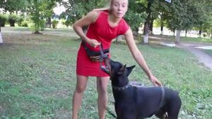 Как поставить взрослую собаку в стойку? Варианты стойки для добермана. Пример на необученной собаке