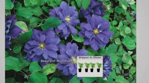 Roberta's 4-piece English Cottage Double Flowered Clematis on QVC