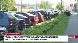Как бороться с борщевиком на участке