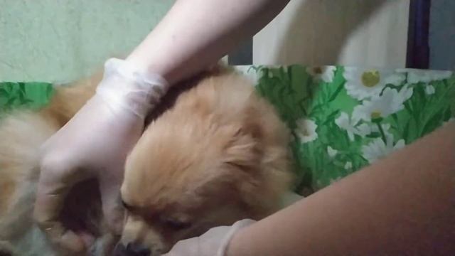 Роды у шпица(часть1) смотреть онлайн