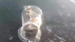 Супер рыбалка в Алаколе