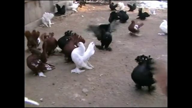 СТАТНЫЕ   ГОЛУБИ.