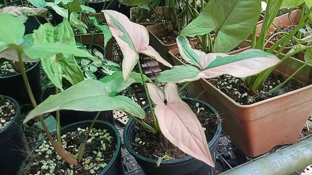 Syngonium Pink Splash