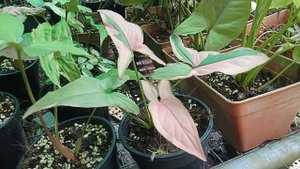 Syngonium pink splash