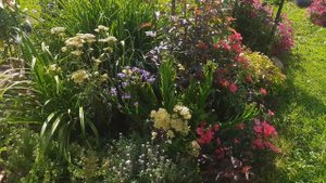 Тысячелистники! Как они меняются в течение лета!