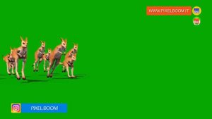 Green Screen Kangaroo Jumping Eat 3D Animation PixelBoom