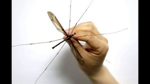 Самый большой комар в мире