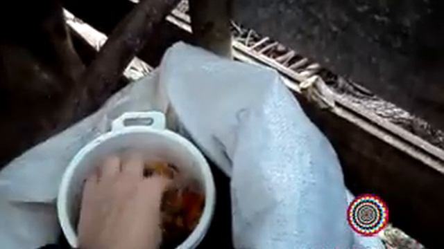 Камерунские карликовые козы. Кормления Коз. Канал "Волшебники". Содержание Коз.