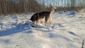Подснежная охота с Сибирской Хаски