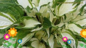 Хоста гибридная Вайт Кристмас. Краткий обзор, описание характеристик hosta hybridum White Christmas