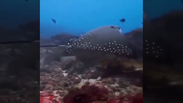 Скат Орлиный луч. смотреть онлайн