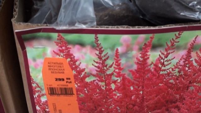 Обзор растений в ОБИ ,Волгоград.13.02.2023 смотреть онлайн