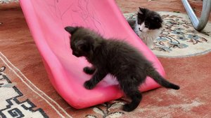 Милые котята играют возле детской горки