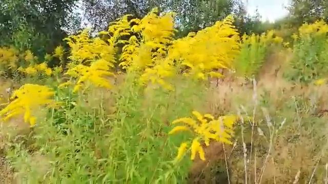 Золотарник канадский