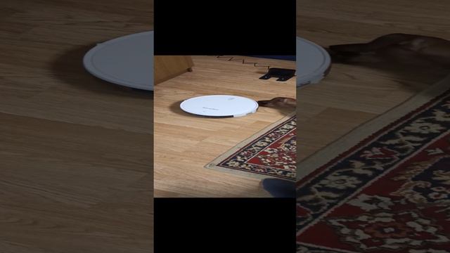 Такса Ириска знакомится с роботом - пылесосом 😊