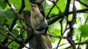 "Рощица" муз. В. Алексеева