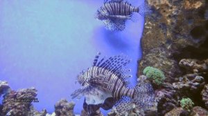 Океанариумы Москвы.Крокус Сити Океанариум